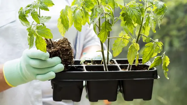 Memilih Benih Paprika dan Memindahkan Benit ke Polybag