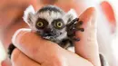 Seekor bayi lemur berekor cincin lahir pada 10 April 2017 di Taman Hewan Affenwald Straussberg, Jerman, Rabu (3/5). Bayi lemur ini diberi nama "Heather" (Arifoto UG / dpa / AFP)