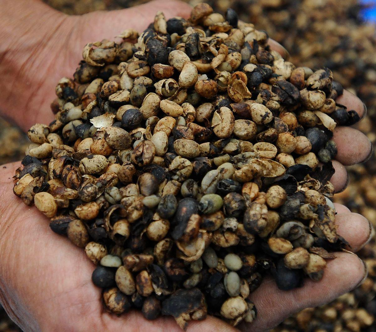 Sejak zaman dulu mesin pengolahan kopi di pabrik itu sudah menggunakan teknologi ramah lingkungan. <br><br>Dulu mesin penggiling kopi di pabrik itu masih menggunakan kincir bertenaga air.<br>
