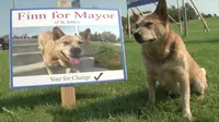 Finn, anjing ternak asal Australia yang mencalonkan diri sebagai walikota di sebuah kota di Newfoundland, Kanada (Facebook/Gotta Lovit)