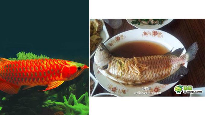Jenis Jenis Ikan Arwana Dan Harganya