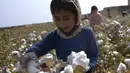 Seorang anak memanen kapas di ladang di Distrik Dawlatabad, provinsi Balkh (28/10/2021). Distrik Dawlatabad  adalah sebuah distrik yang terkurung daratan, yang terletak di bagian barat laut provinsi Balkh, di utara Afghanistan. (AFP/Wakil Kohsar)