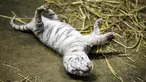 Seekor anak harimau putih berusia dua hari di kebun binatang di Managua, Nikaragua pada Rabu (3/11/2021). Tiga anak harimau putih, terdiri dari dua betina dan satu jantan, lahir untuk pertama kalinya di penangkaran Kebun Binatang Nikaragua. (OSWALDO RIVAS / AFP)