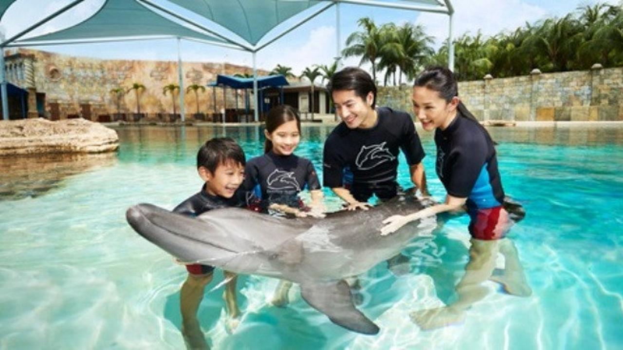 Interaksi Lumba-Lumba di Dolphin Island Resorts World Sentosa