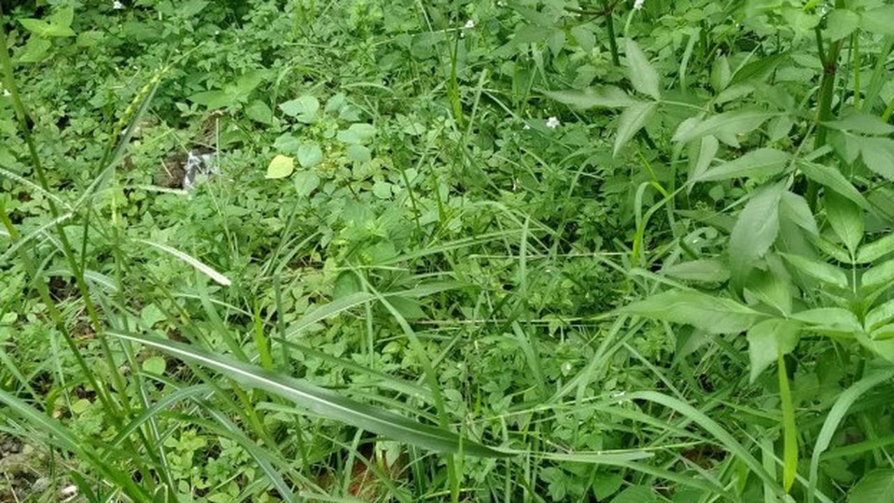 Membasmi Rumput Liar dengan Garam: Metode Efektif dan Ramah Lingkungan
