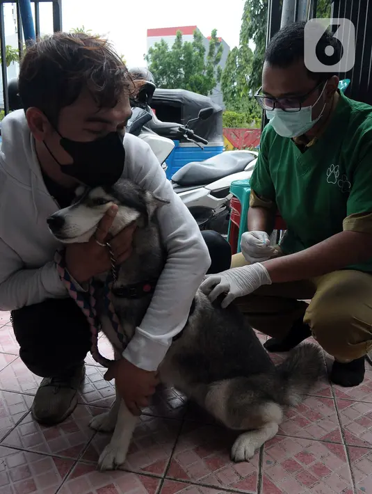 Dinas KPKP DKI Jakarta menyiagakan di setiap kecamatan, agar warga secara proaktif melalui RT dan RW berkoordinasi terkait hewan liar, sterilisasi hewan dan lain-lain. (merdeka.com/Imam Buhori)