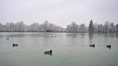 Bebek berenang saat salju turun di Taman Retiro di pusat kota Madrid (7/1/2021). Sebuah peringatan telah dikeluarkan di seluruh negeri karena badai Filomena yang menyebabkan penurunan suhu dan hujan salju yang besar di seluruh Spanyol. (AFP/Gabriel Bouys)