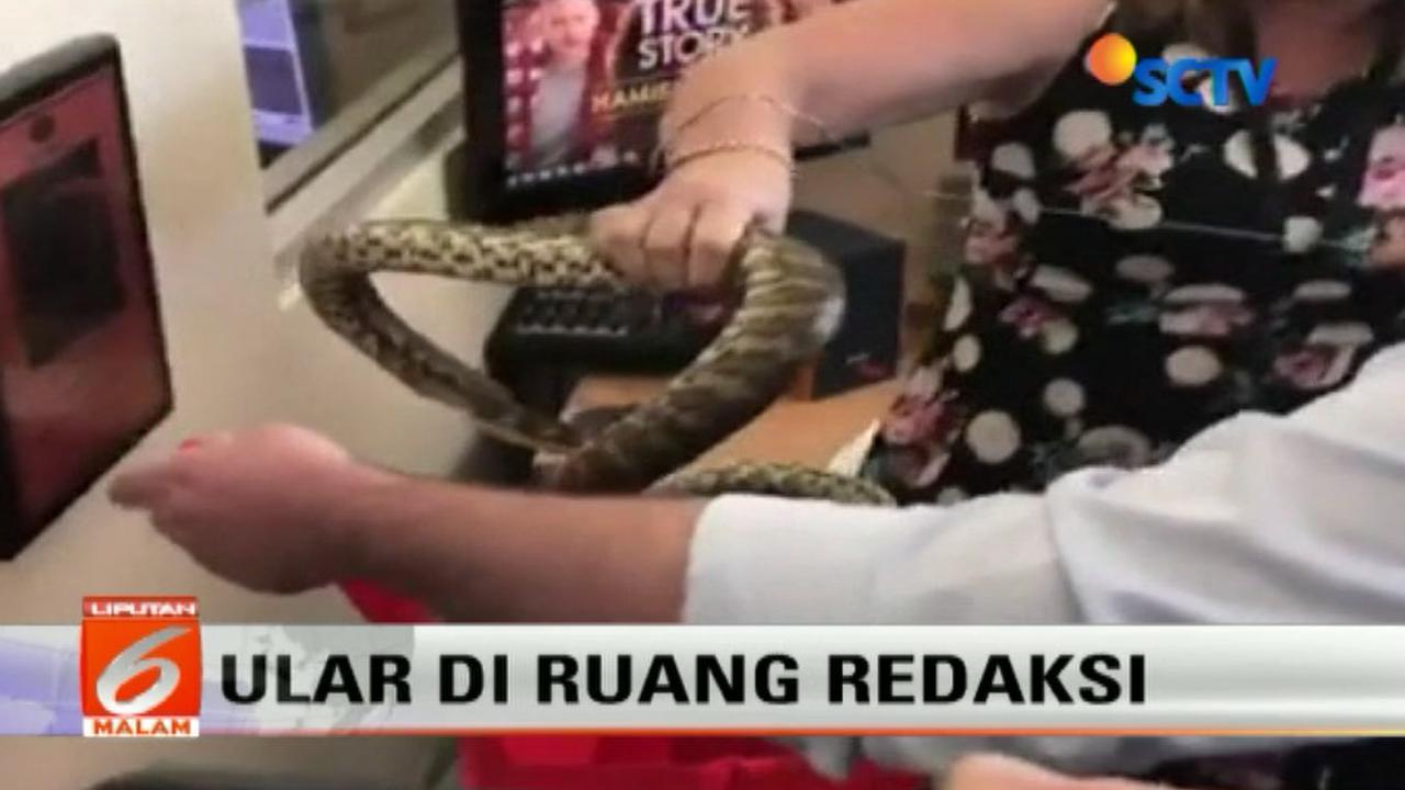 Seekor Ular Ditemukan di Ruang Redaksi Nine News Australia