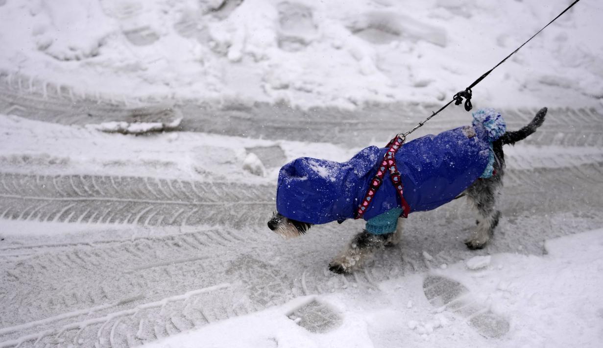Seorang perempuan berjalan dengan anjingnya saat badai salju di Beograd, Serbia, Minggu (12/12/2021). Hujan salju lebat pada Minggu menghambat lalu lintas, membatalkan penerbangan di bandara utama ibu kota Serbia, dan mengganggu transportasi umum (AP Photo/Darko Vojinovic)
