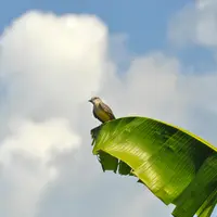 Teknik Kukus dengan Daun Pisang | copyright pexels.com/Marcos Assis