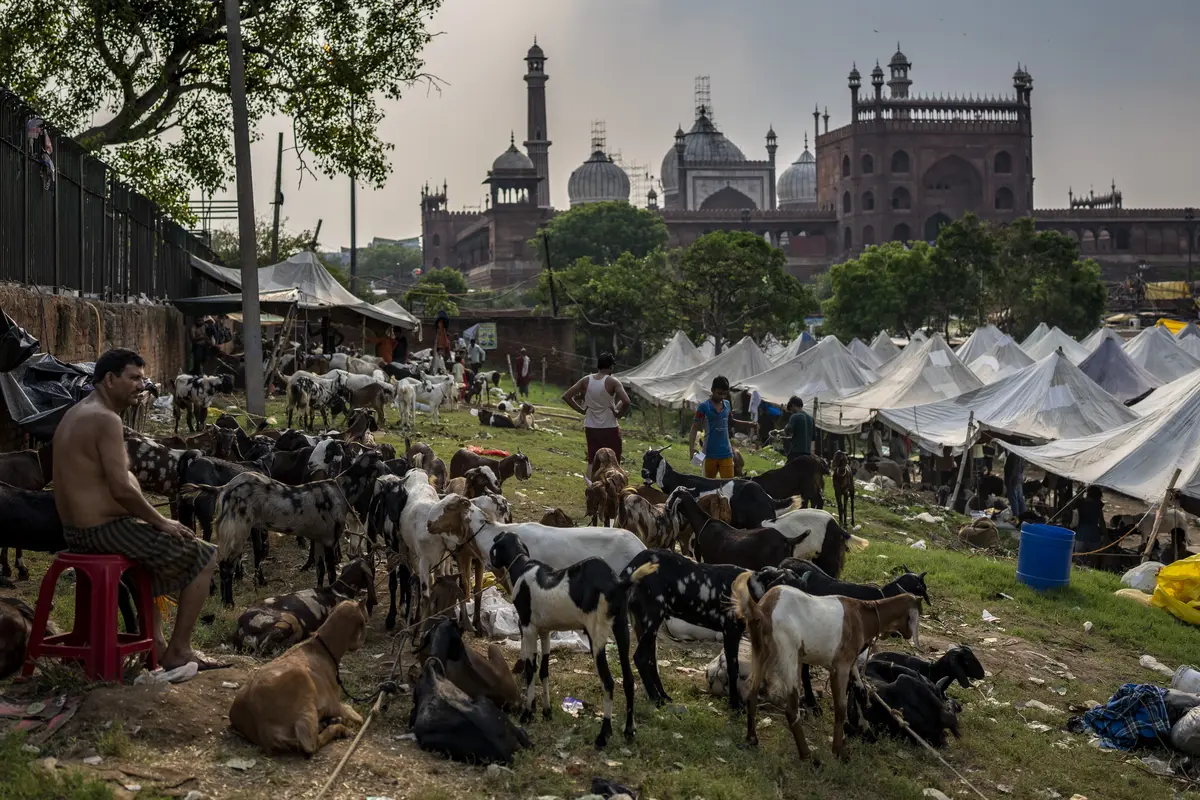 Pasar Hewan Kurban Jelang Idul Adha di New Delhi