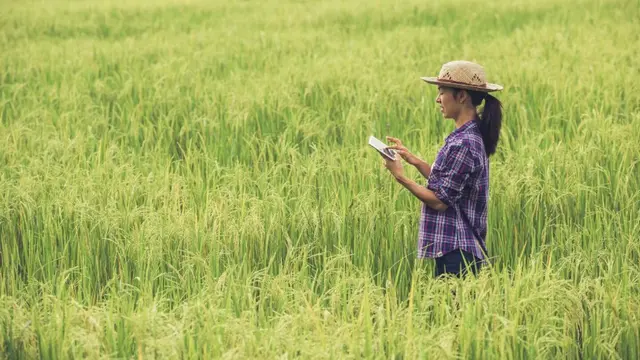 Ilustrasi sawah (Foto: freepik/jcomp)