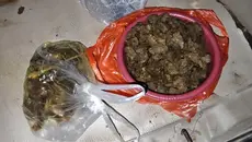 Tapir Dibantai di Lampung, Dimasak Rica-Rica dan Dibagikan ke Warga