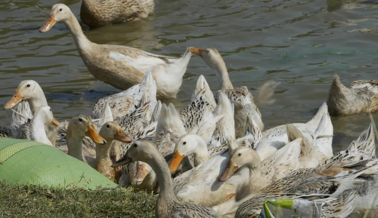 Bebek berenang di kolam di peternakan desa Snoa di luar Phnom Penh, Kamboja, Kamis (23/2/2023). Virus H5N1 atau flu burung biasanya menular ke manusia lewat kontak langsung. Sejak akhir 2021 Eropa dihantam penyebaran flu burung terburuk. Hal ini juga terjadi Benua Amerika. (AP Photo/Heng Sinith)