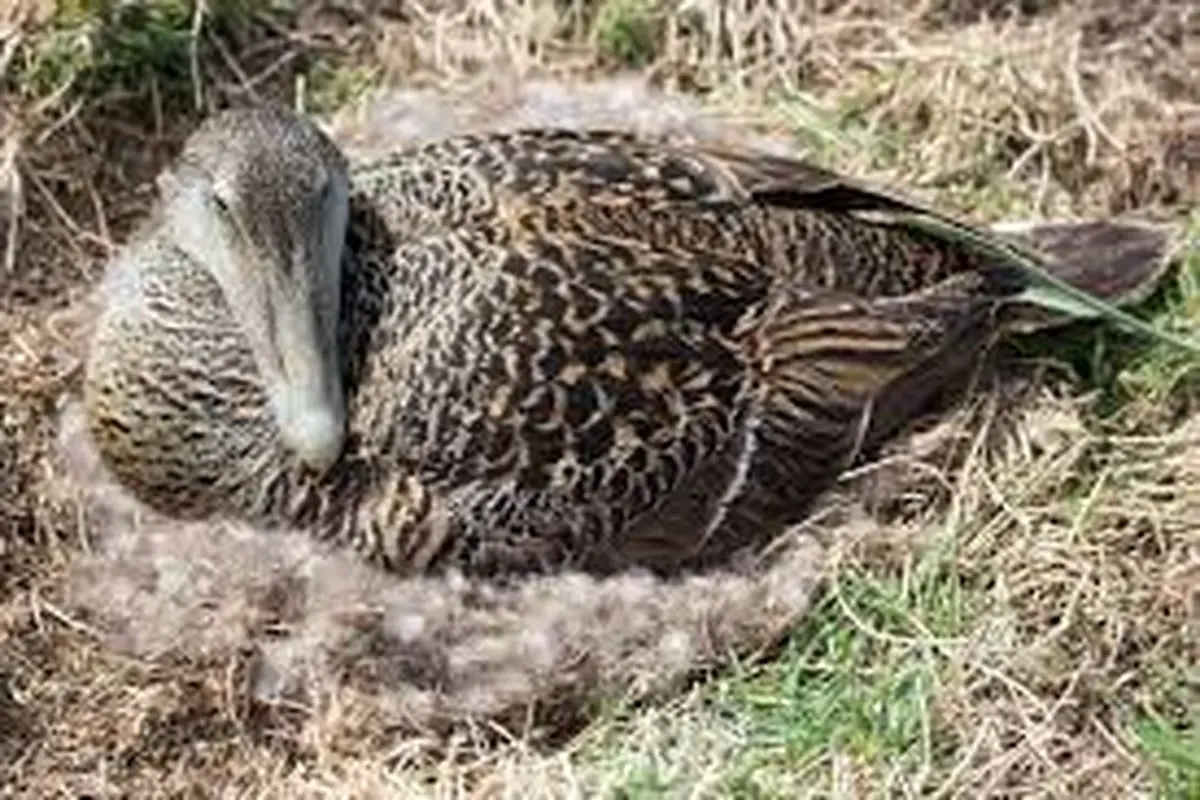 Sarang Bebek Eider (Pixabay)