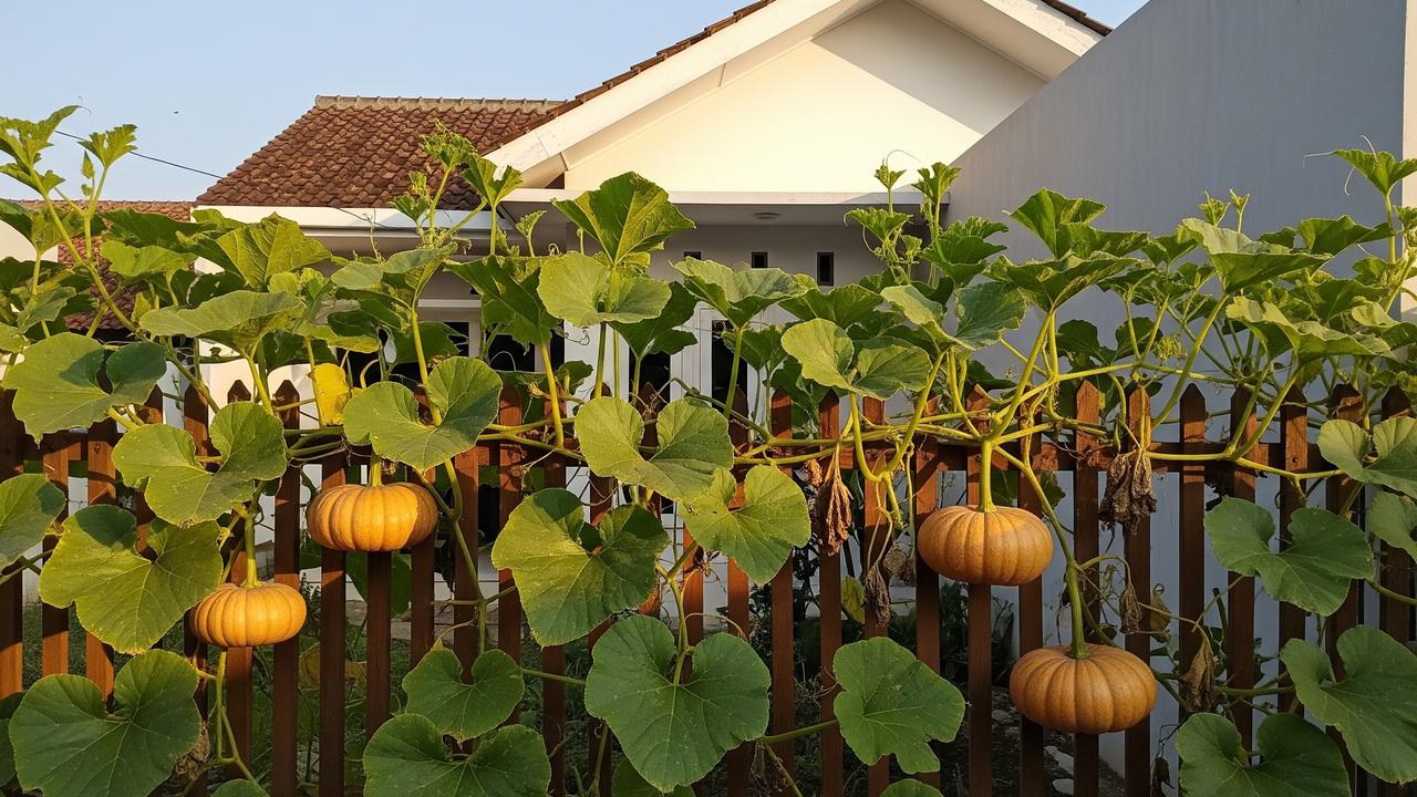 Jenis labu rambat yang cepat berbuah untuk menghijaukan pagar rumah model labu kuning