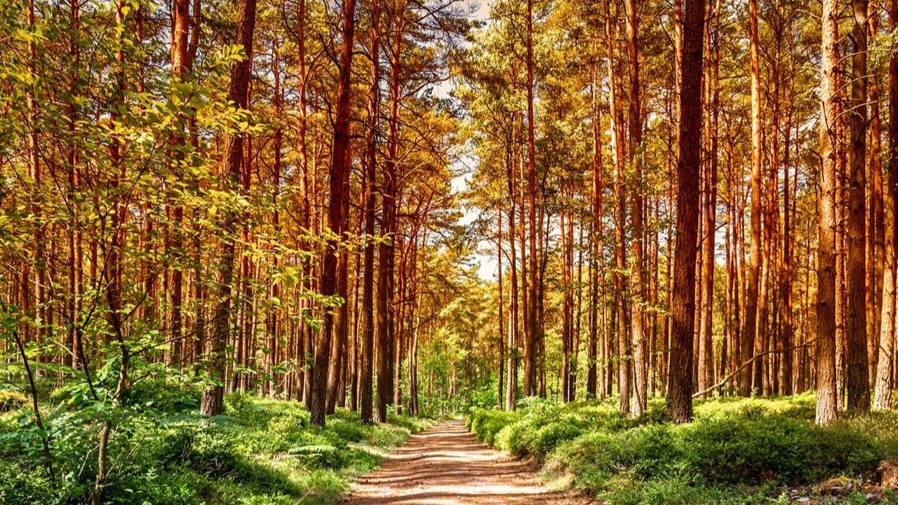 Taman Hutan Raya