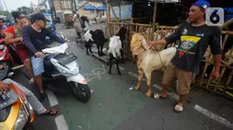Dimana sehari menjelang Idul Adha, pedagang mampu menjual sekitar 230 kambing dengan harga antara Rp 3,5 hingga Rp 10 juta. (merdeka.com/Arie Basuki)