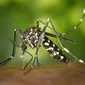 Demam berdarah dengue ditularkan melalui gigitan nyamuk Aedes aegypti. (Foto: Pexels/Pixabay)