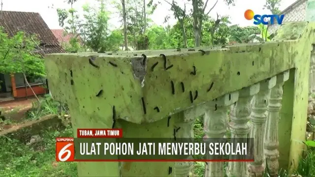 Para siswa sebuah sekolah di Tuban, Jawa Timur, resah akibat tempat mereka belajar diserbu ribuan ulat jati.