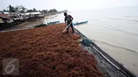 Kelompok Tani Sumber Laut Berjaya binaan PT Pertamina menjemur hasil panen rumput laut di Kampung Manggar, Balikpapan, Kamis (29/10). Pada 2020, Menteri Susi Pudjiastuti melarang ekspor bahan baku mentah rumput laut. (Liputan6.com/Immanuel Antonius)