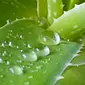 aloe vera, image: artnaturals.com