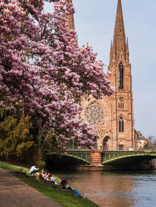 Orang-orang bersantai di bawah pohon magnolia yang sedang mekar di tepi Sungai Ill, Strasbourg, Prancis, 21 Maret 2022. Magnolia adalah salah satu marga tumbuhan berbunga yang dikenal luas karena bunganya indah dan menyebarkan aroma harum. (PATRICK HERTZOG/AFP)