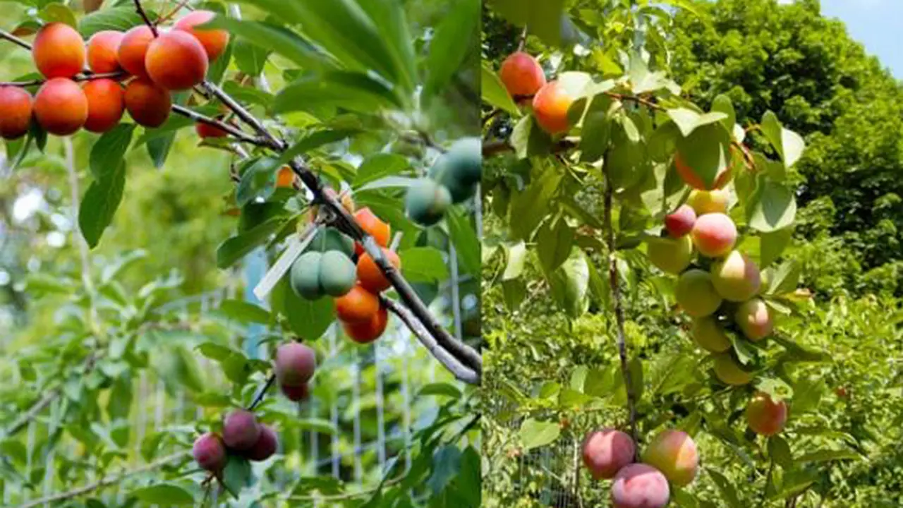 Unik, Pohon dengan 40 Buah Berbeda Ini Hebohkan Publik