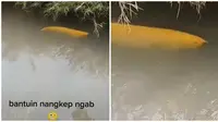 Warganet dibuat heboh dengan video ikan arwana golden berenang bebas di parit. (Sumber: TikTok/@bleky87)
