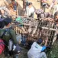 Seekor harimau sumtra dievaksuai di Kabupaten Agam, Selasa (11/1/2022). (Liputan6.com/ Novia Harlina)