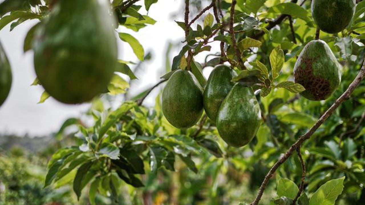 5 Cara Merawat Pohon Alpukat agar Tumbuh Subur dan Cepat Berbuah