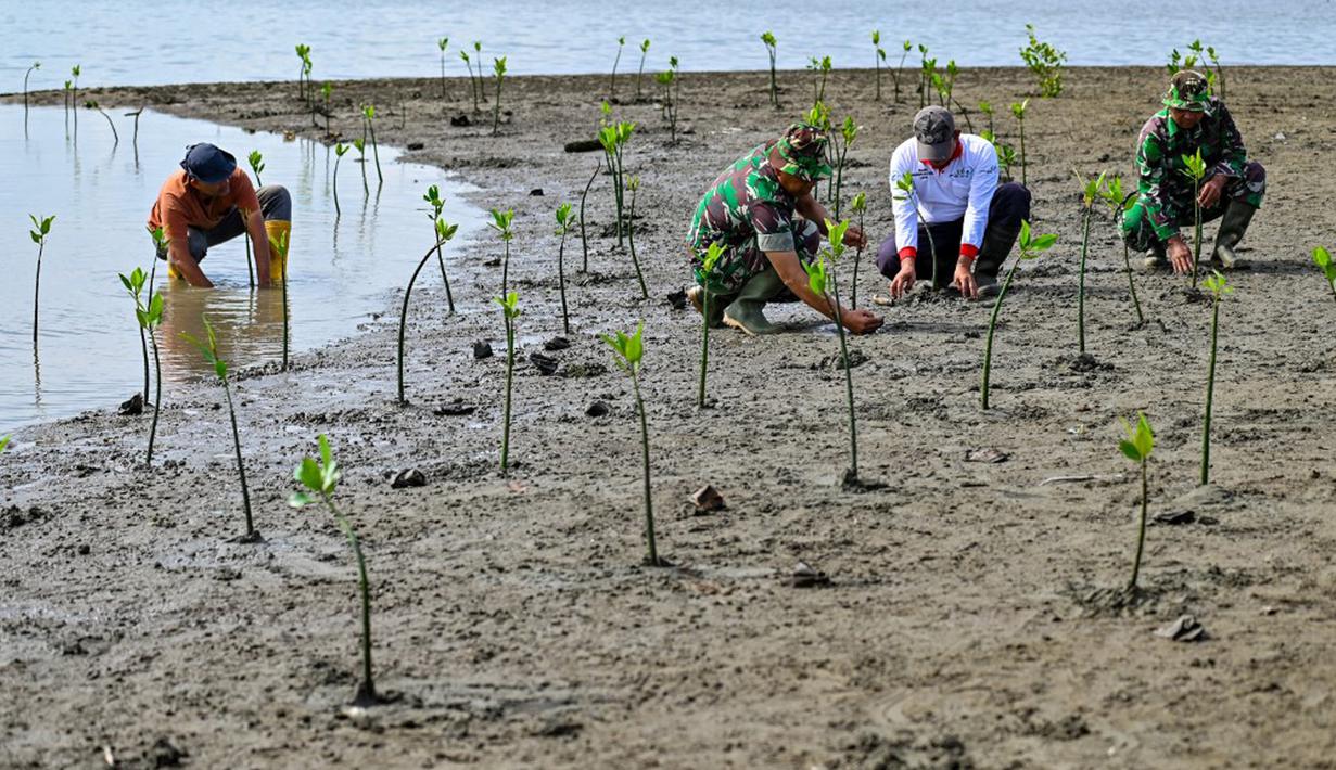 Penanaman ribuan bibit mangrove ini melalui program pembinaan lingkungan hidup tahun anggaran 2023. (CHAIDEER MAHYUDDIN/AFP)