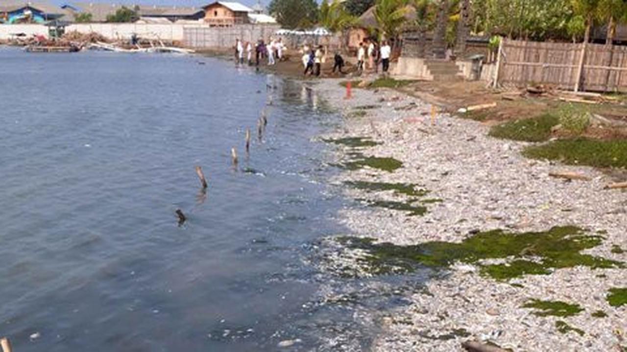 Versi BPLH DKI, jutaan ikan mati di Ancol karena Blooming Algae