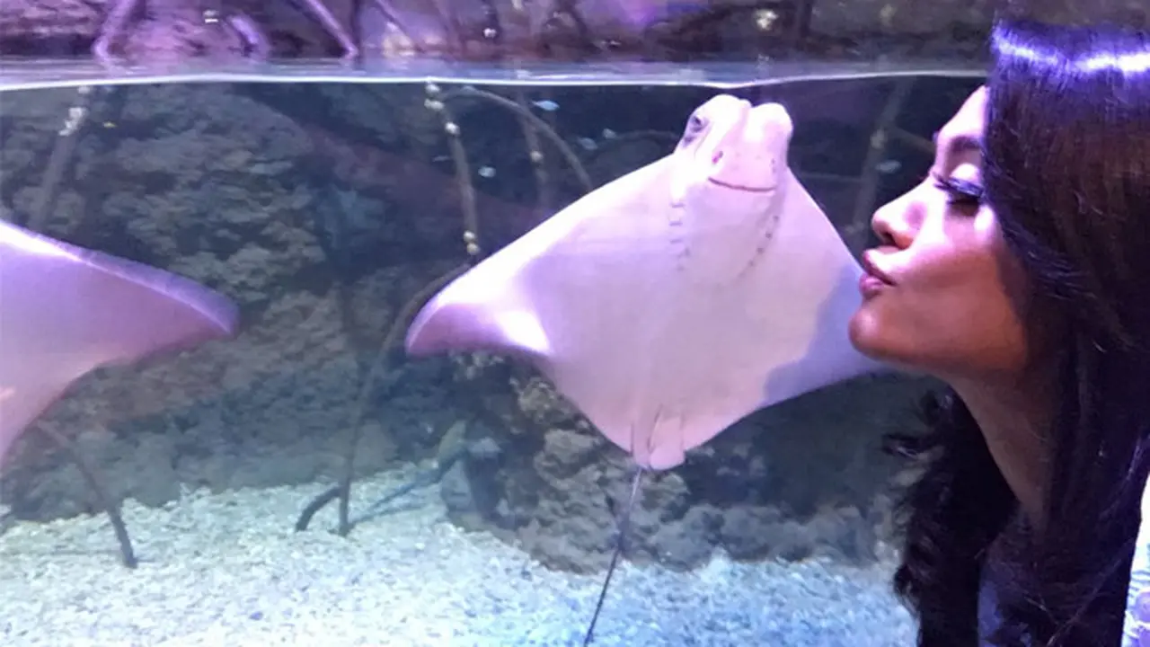 Selfie Yuk di Jakarta Aquarium Bersama Ikan Pari