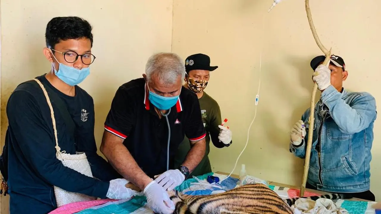 Cek kesehatan harimau