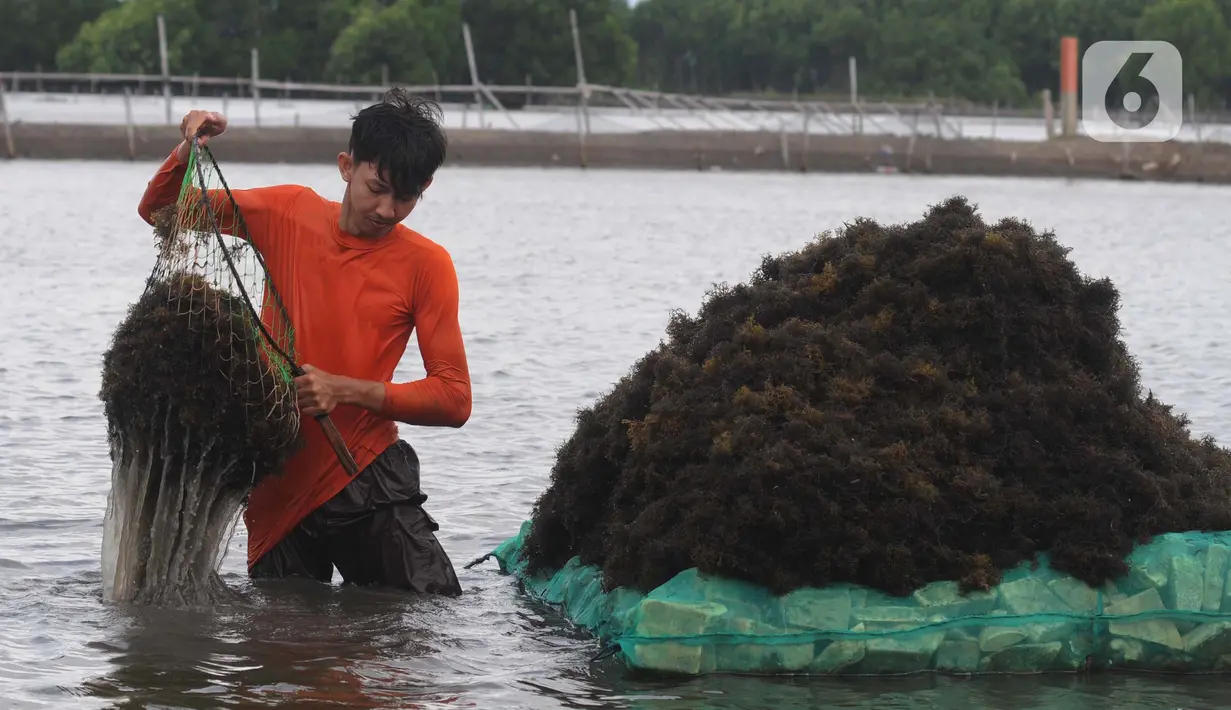 Mereka membudidayakan rumput laut di area seluas dua hektare. (merdeka.com/Imam Buhori)