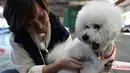 Seorang pemilik sedang menyisir bulu anjing Bichon Frise pada pameran anjing Internasional di Bishkek (01/10). Para peternak anjing asal Rusia, Kazakhstan dan Kirgistan ambil bagian dalam pameran tersebut. (AFP PHOTO / Vyacheslav OSELEDKO)