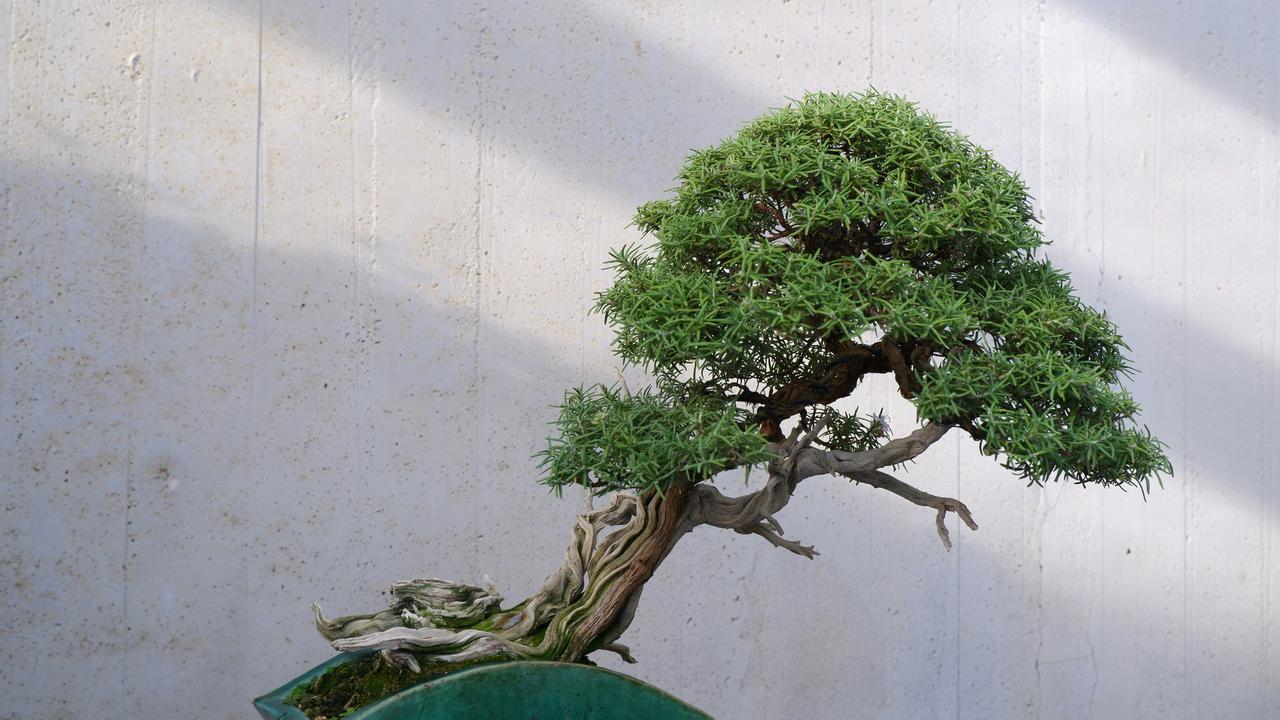 Ilustrasi Tanaman Bonsai.