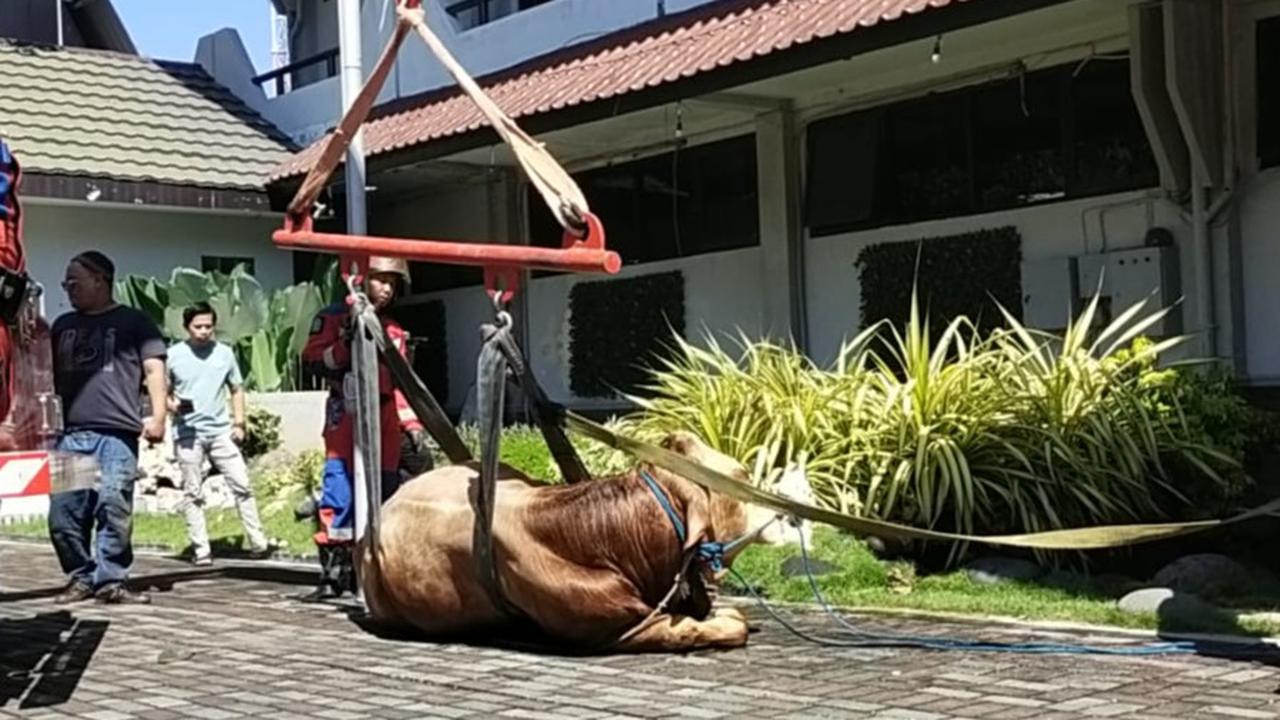 sapi kabur