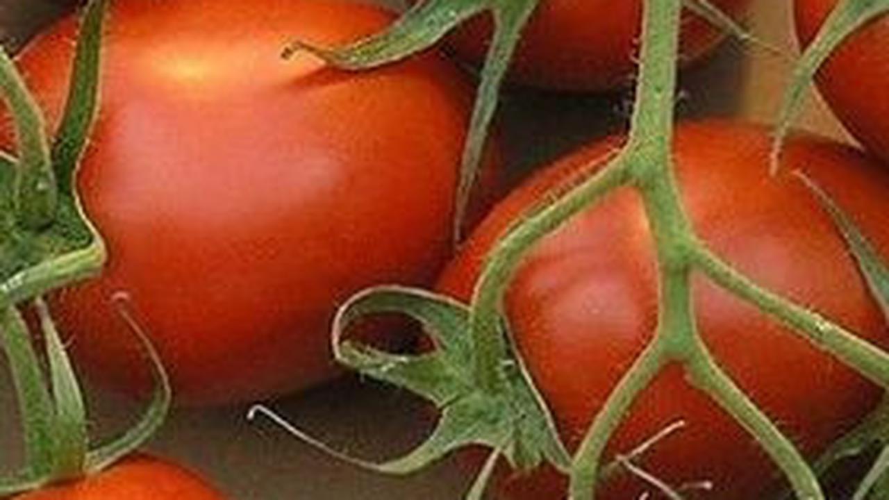 5. Tomat Roma: Bentuk Hampir Sama dengan Tomat Anggur, Cocok untuk Saus