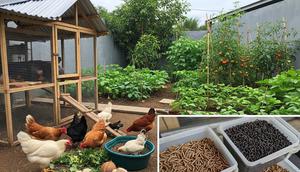 Manfaatkan Limbah Rumah Tangga untuk Pakan & Pupuk – Hemat Biaya Produksi. Foto: Gemini
