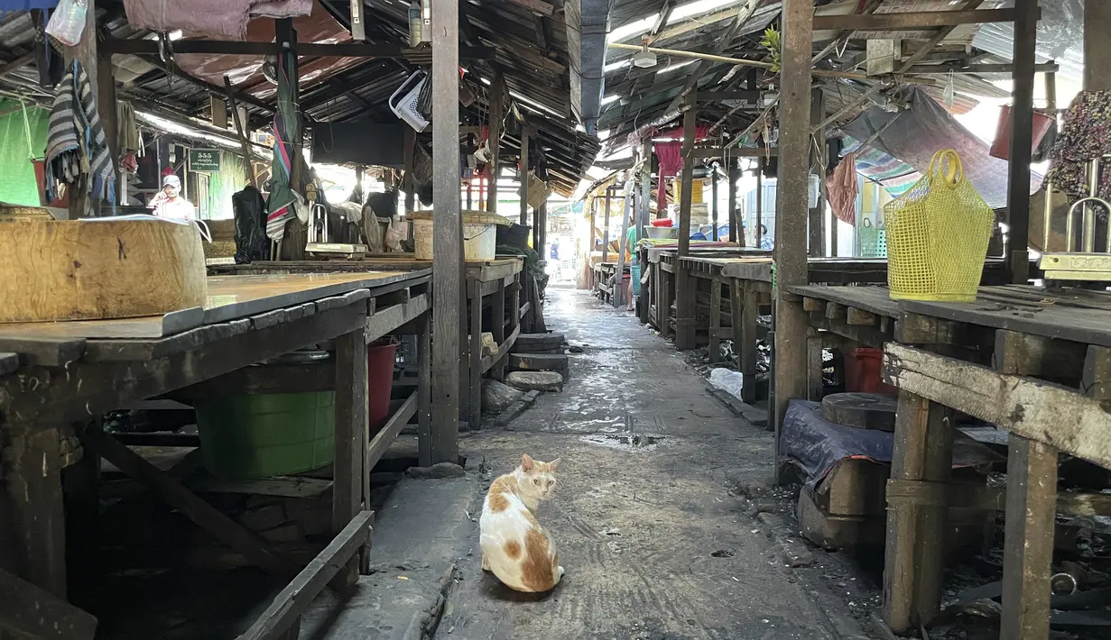 Seekor kucing duduk di lantai pasar kosong di pusat kota Yangon, Myanmar, Jumat (10/12/2021). Aktivis anti-kudeta meminta orang-orang untuk tinggal di rumah dan menutup bisnis untuk memprotes pengambilalihan militer Myanmar yang menggulingkan pemerintah terpilih Aung San Suu Kyi. (AP Photo)