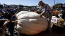 Steve Daletas, dari Pleasant Hill, Oregon berpose dengan labu miliknya seberat 1,969 pon setelah memenangkan perlombaan tahunan Safeway World Championship Pumpkin Weigh-Off yang ke-42 di Half Moon Bay, California, Senin (12/10/2015). (REUTERS/Stephen Lam)