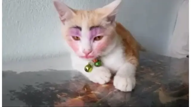 Ini 5 Potret Menggemaskan Saat Kucing Pakai Makeup