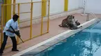 Seorang pria India (kiri) membawa senjata pembius berusaha menembak seekor macan tutul yang menyerang warga, Bangalore, India, Minggu (7/2). Menurut media setempat, pria tersebut bernama Sanjay Gubbi, seorang pelestari satwa. (AFP PHOTO/STR)