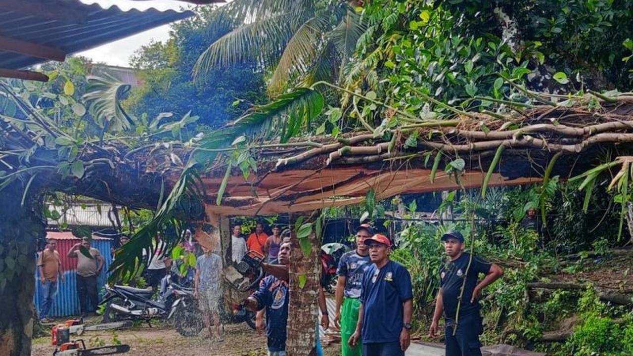 Damkar Ambon Sigap Lakukan Evakuasi Pohon Tumbang Timpa Rumah Warga di Lateri 2