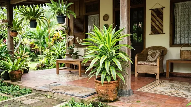 Tanaman Dracaena Fragrans ‘Lemon Lime’