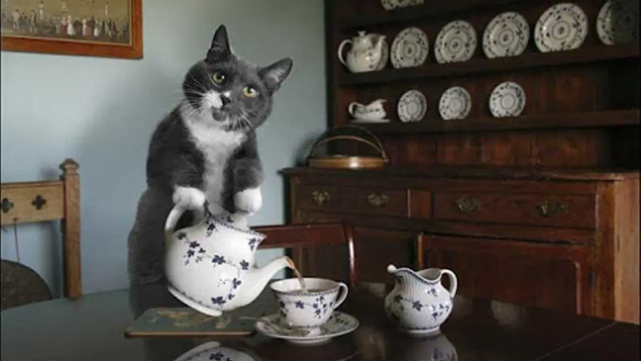 Tak Hanya Manusia, Kucing Juga Miliki Pekerjaan