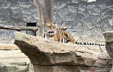 DPRD Desak Evaluasi Menyeluruh Pengelolaan Bandung Zoo Usai Kematian Dua Harimau Benggala