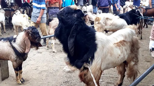 Pasar hewan Karangpucung, Cilacap ramai oleh konsumen yang mencari hewan kurban jelang Idul Adha. (Foto: Liputan6.com/Muhamad Ridlo)